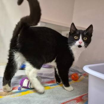 Rescue Domestic Short Hair Cats for Adoption in Drumheller, Alberta - Lilo | PetCurious