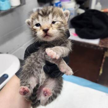 Domestic Short Hair Cats Available for Adoption in Summerville, South Carolina - Abby | PetCurious