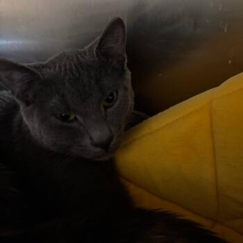 Domestic Short Hair Cats Available for Adoption - Tock | PetCurious