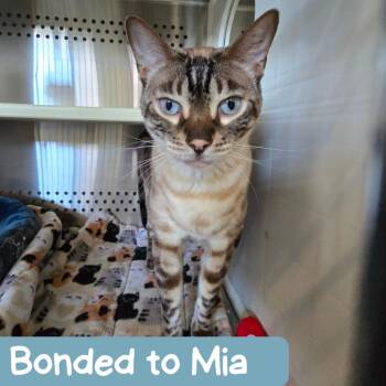 Kevin -  Bengal Cat for Adoption in Denver, Colorado - Kevin | PetCurious