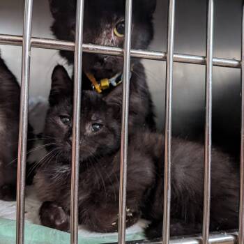 Rescue Domestic Short Hair Cats for Adoption in Union, Missouri - GUACAMOLE | PetCurious