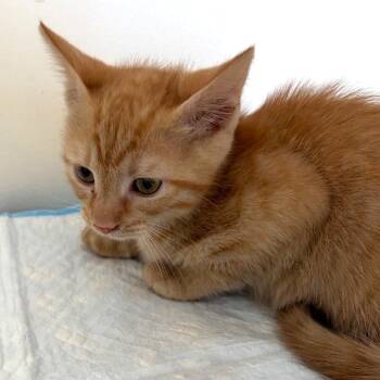 American Shorthair Cats Available for Adoption in Nashville, Tennessee - Shake | PetCurious