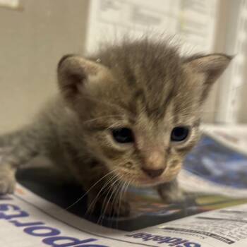 Domestic Short Hair Cats Available for Adoption in Yuma, Arizona - Beast Boy | PetCurious