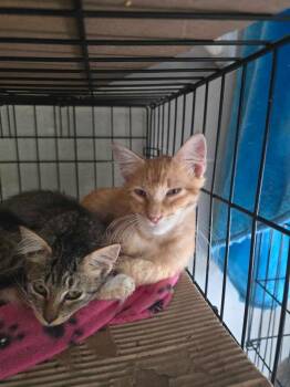 Simba4 -  Maine Coon and Domestic Medium Hair Cat for Adoption in New Braunfels, Texas - Simba4 | PetCurious