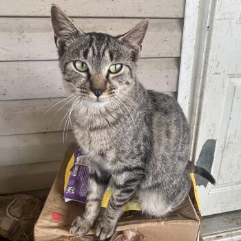 Domestic Short Hair Cats Available for Adoption - Lawson | PetCurious