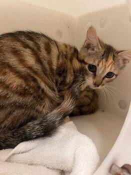 #3 -  Domestic Short Hair Cat for Adoption in Honolulu, Hawaii - #3 | PetCurious