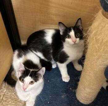Christine & Tiffany -  Domestic Medium Hair Cat for Adoption in Syracuse, New York - Christine & Tiffany | PetCurious