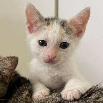 Domestic Short Hair Cats Available for Adoption in Austin, Texas - Quashee 5 | PetCurious