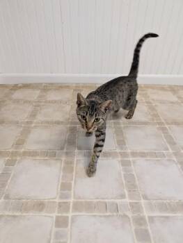 Pepper -  Domestic Short Hair Cat for Adoption in Bloomsburg, Pennsylvania - Pepper | PetCurious