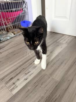 Trooper -  Domestic Short Hair Cat for Adoption in Shrewsbury, Massachusetts - Trooper | PetCurious