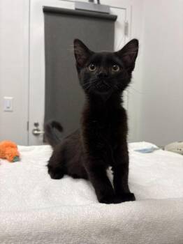 Old Bleached Hair -  Domestic Medium Hair Cat for Adoption in Kansas City, Missouri - Old Bleached Hair | PetCurious