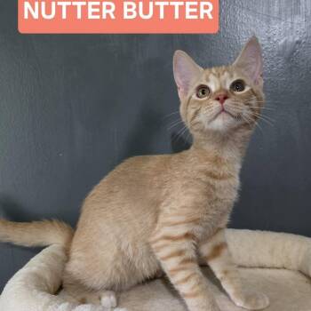 0726-219 Nutter Butters -  Domestic Short Hair Cat for Adoption in Abingdon, Maryland - 0726-219 Nutter Butters | PetCurious
