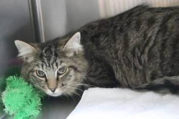 Domestic Short Hair Cats Available for Adoption in Brunswick, Georgia - Bradford | PetCurious