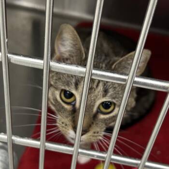 Domestic Short Hair Cats Available for Adoption in Hannibal, Missouri - Aubrey | PetCurious