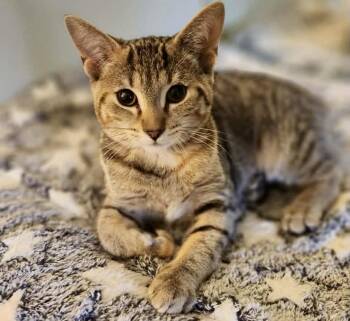 Cayenne -  Domestic Short Hair Cat for Adoption in Woodstock, Ontario - Cayenne | PetCurious
