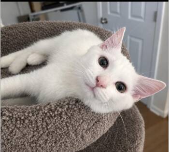 Xavier -  Domestic Short Hair Cat for Adoption in Maineville, Ohio - Xavier | PetCurious
