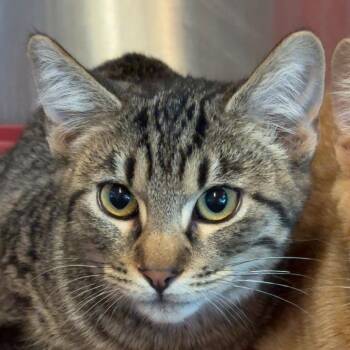 Domestic Short Hair Cats Available for Adoption - Silas | PetCurious
