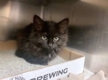 BOGEY -  Domestic Short Hair Cat for Adoption in Fort Wayne, Indiana - BOGEY | PetCurious