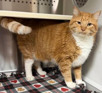 Sammie -  Domestic Short Hair Cat for Adoption in Columbus, Nebraska - Sammie | PetCurious