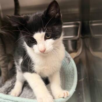 Jerry -  Domestic Short Hair Cat for Adoption in Blairsville, Georgia - Jerry | PetCurious