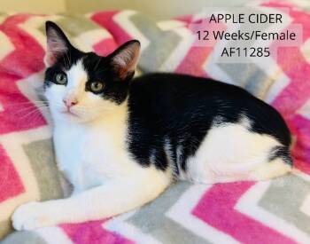 Rescue Domestic Short Hair Cats for Adoption - Apple Cider | PetCurious