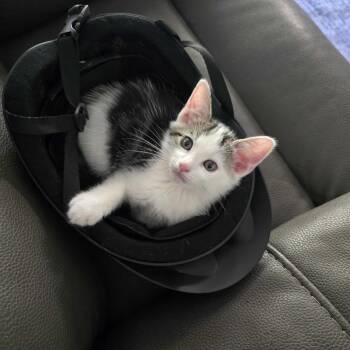 Domestic Short Hair Cats Available for Adoption in Riverside, California - Pluto | PetCurious