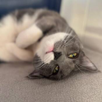 Anna -  American Shorthair Cat for Adoption in Phoenix, Arizona - Anna | PetCurious