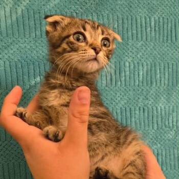 Tabby and Scottish Fold Cats Available for Adoption in Tehachapi, California - Duncan | PetCurious