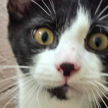 Natalia -  Domestic Short Hair Cat for Adoption in Woodbury, New Jersey - Natalia | PetCurious