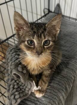 Knot -  Domestic Short Hair Cat for Adoption in Pomona, New York - Knot | PetCurious