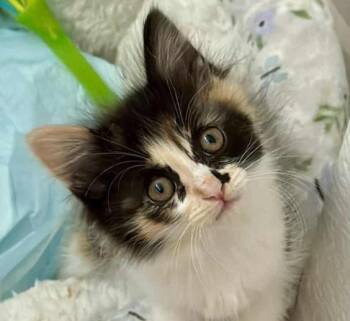 Domestic Medium Hair Cats Available for Adoption in San Jose, California - Pecan Turtle | PetCurious