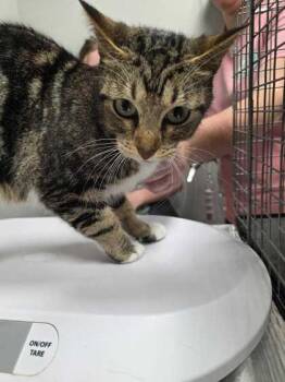 Bae Bae -  Domestic Short Hair Cat for Adoption in Sevierville, Tennessee - Bae Bae | PetCurious