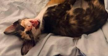 Winx -  Domestic Short Hair Cat for Adoption in Magnolia, Texas - Winx | PetCurious