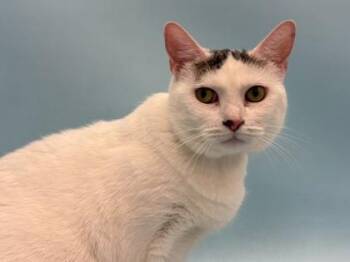 Lilly -  Domestic Medium Hair and Domestic Short Hair Cat for Adoption in Golden Valley, Minnesota - Lilly | PetCurious