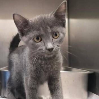 Butler -  Domestic Short Hair Cat for Adoption in Tampa, Florida - Butler | PetCurious