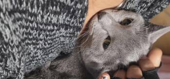 Rescue Domestic Short Hair Cats for Adoption in Mokena, Illinois - Clio | PetCurious