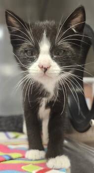 VITO* -  Domestic Short Hair Cat for Adoption in Santa Cruz, California - VITO* | PetCurious