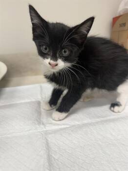 DOLPHIN -  Domestic Short Hair Cat for Adoption in Baytown, Texas - DOLPHIN | PetCurious