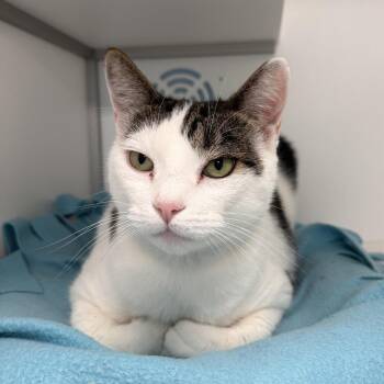 Maxwell -  Domestic Short Hair Cat for Adoption in Boston, Massachusetts - Maxwell | PetCurious