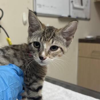 Bubbles -  Domestic Short Hair Cat for Adoption in Lakeland, Florida - Bubbles | PetCurious