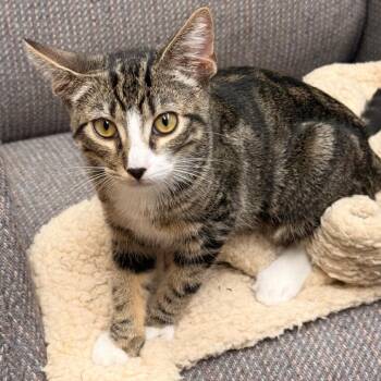 Pochoco -  Domestic Short Hair Cat for Adoption in Los Angeles, California - Pochoco | PetCurious