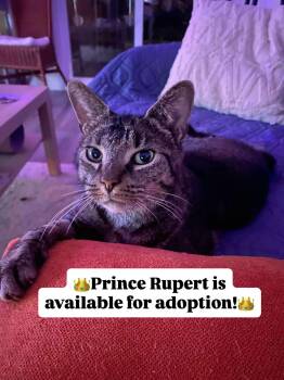Rescue Domestic Short Hair Cats for Adoption in Ottawa, Ontario - Prince Rupert | PetCurious