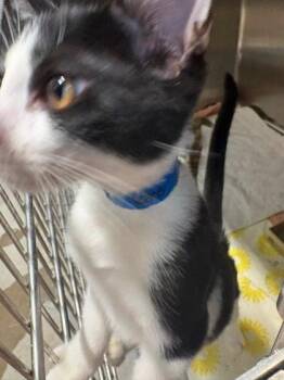 El Toro -  Domestic Short Hair Cat for Adoption in Hobart, Indiana - El Toro | PetCurious