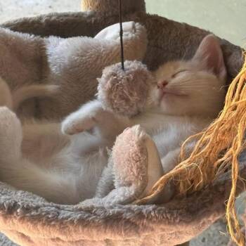 Finn -  Domestic Short Hair Cat for Adoption in Los Angeles, California - Finn | PetCurious