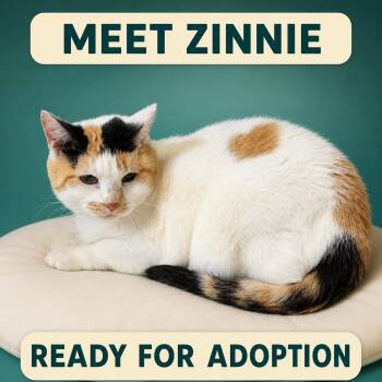 Zinnie -  Domestic Short Hair Cat for Adoption in Marshall, Missouri - Zinnie | PetCurious