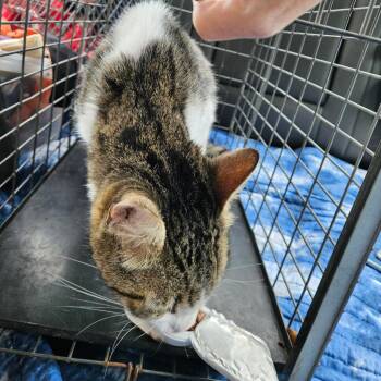Oxford -  Domestic Short Hair Cat for Adoption in Lake Jackson, Texas - Oxford | PetCurious
