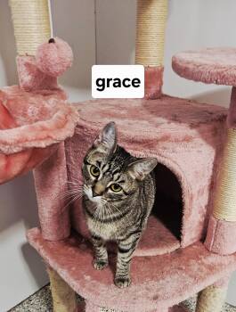 Domestic Short Hair Cats Available for Adoption in Lincoln, Illinois - Grace | PetCurious