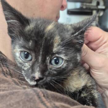 Domestic Short Hair Cats Available for Adoption in Newark, New Jersey - Mint Julep | PetCurious