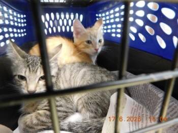 Nickle -  Domestic Short Hair Cat for Adoption in North Richland Hills, Texas - Nickle | PetCurious