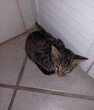 Goose -  Domestic Short Hair Cat for Adoption in Mobile, Alabama - Goose | PetCurious